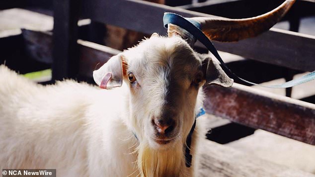 The butcher sold goats for $10-$15/kg.  Image: supplied.