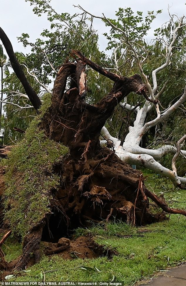 Roads closed by flooding, while trees uprooted (pictured) after ex-tropical cyclone Kirrily