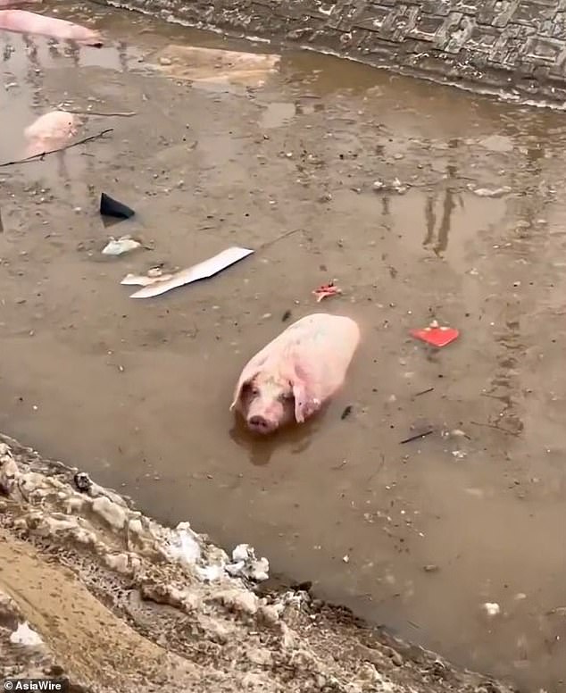 Many pigs looked around hopelessly for help, but their weight made them too heavy to be removed without machines