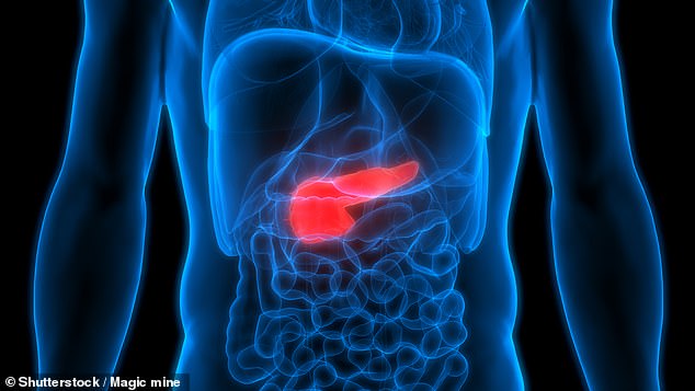 Bile ducts are small tubes that connect the liver to the gallbladder and small intestine (stock image)