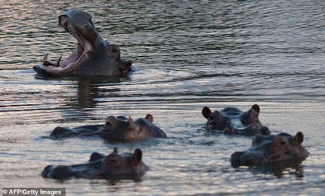 Hippos float in a lagoon at Hacienda Napoles Park in November 2013.  On Thursday, the Colombian government announced a plan aimed at controlling the population, which has grown to 169 and could grow to 1,000 by 2035 unless action is taken.