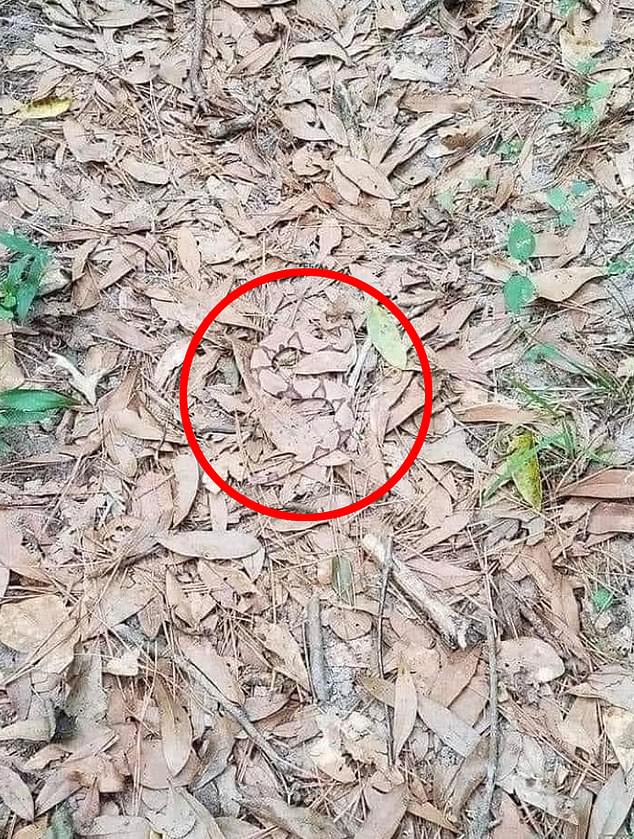 A man was walking through bushes but managed to spot a snake and quickly take a photo to warn others.  “This is why you have to watch every step in the forest,” he wrote