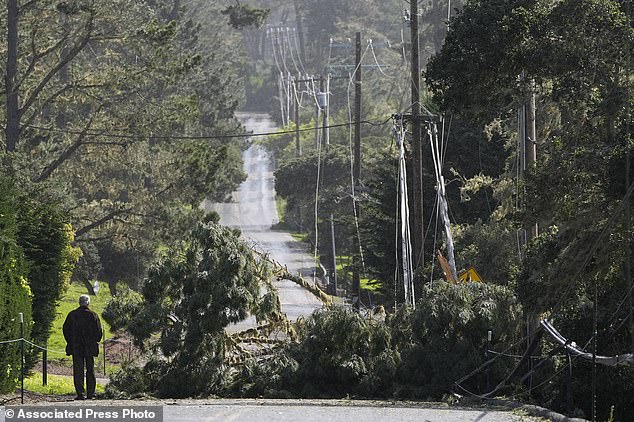 A man looks at a fallen tree and power lines blocking a road in Pebble Beach