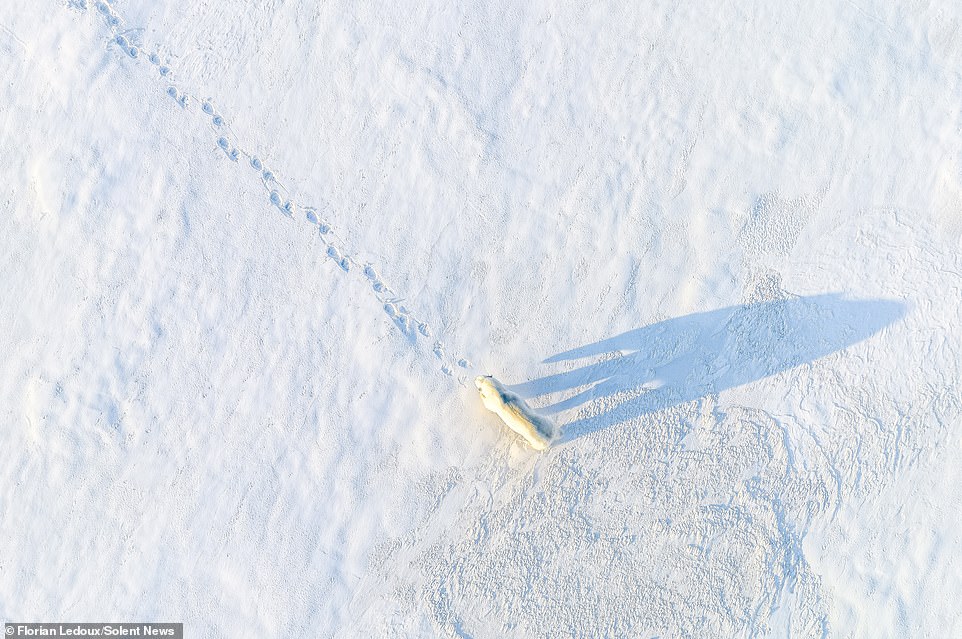 The male polar bear was relentless in his pursuit, following the female bear for weeks until he finally caught up with her