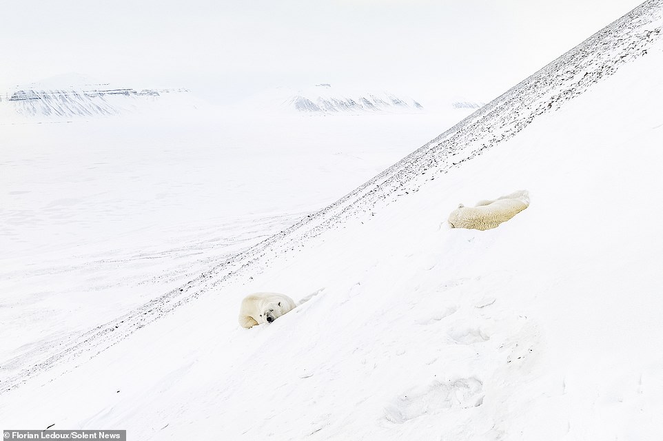 'They circle each other, playfully biting and swatting at each other, before finally coming together in a loving embrace.  As the dance comes to an end, the two polar bears mate, a beautiful and intimate moment in the vast and deserted Arctic landscape,” Ledoux said after capturing the pair in the Arctic.