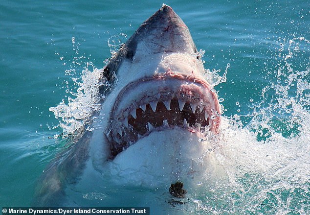 Attacks from bulls, tigers and white sharks cause the most fatalities, but biologists say this is because they are larger than other sharks