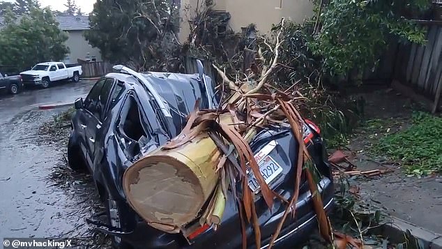 About 2.5 million people in the Los Angeles area, including the Hollywood Hills and Beverly Hills, have already collected up to 10 inches of fallen rain and are forecast to get another 6 inches.  Imagine a tree that fell on a car during the California flood