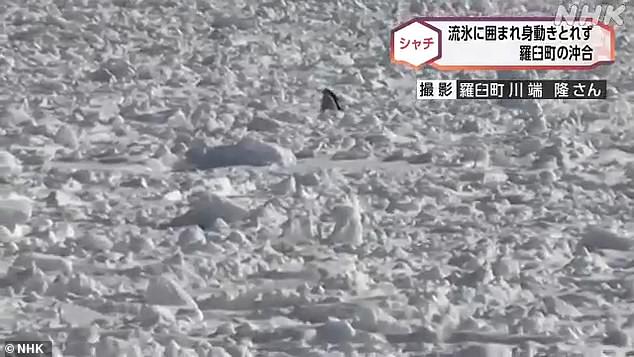 The head of one of the orcas can be seen protruding from the huge chunks of ice