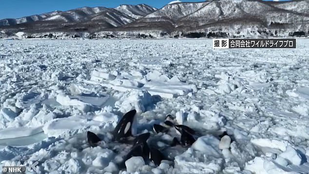 A rescue mission failed as the city said they had 'no choice but to wait for the drift ice to break and for them to escape'