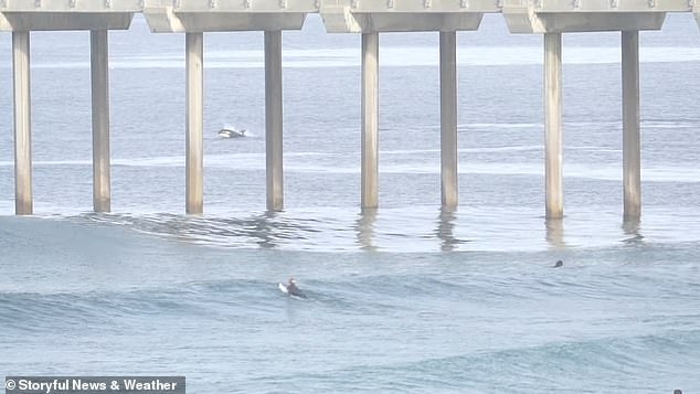 Footage from that moment showed a group of surfboarders watching killer whales leap through the water off the coast of San Diego's La Jolla