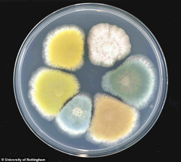 In their new research, the team discovered that a biochemical pathway gradually forms the blue pigments, starting from a white color, which gradually becomes yellow-green, reddish-brown-pink, dark brown, light blue and finally dark blue-green.