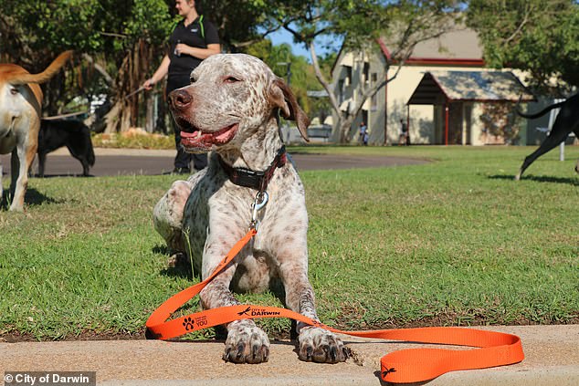 Britton's twisted double life was discovered after a disgusted internet sleuth spotted an orange City of Darwin dog leash (example above) in the background of his '1B***h9Pups' video