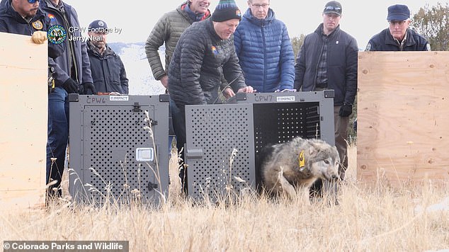 Ten gray wolves have been released so far, and fifteen more will be released between December 2024 and March 2025.