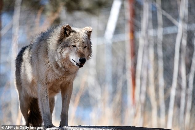 Opponents of the reintroduction plan have argued that some wolves came from Oregon packs with a history of livestock depredation.