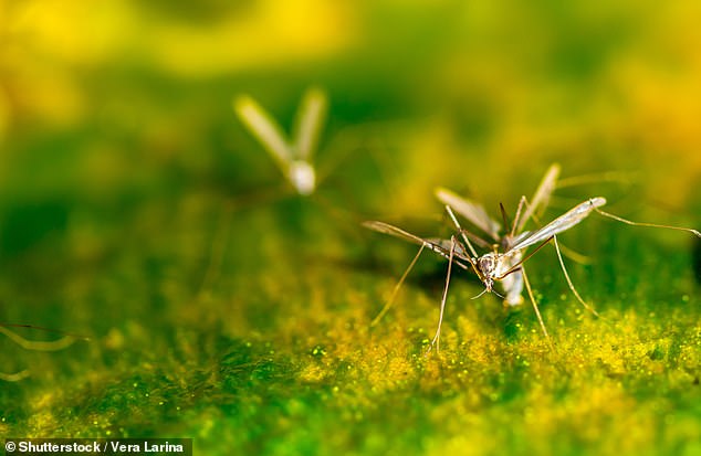 Mosquitoes like 'green', dirty pools and need water to reproduce.  They stay away from chlorinated swimming pools