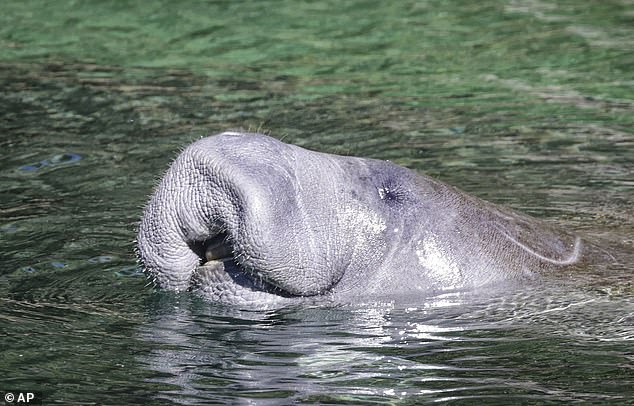 Florida's manatees are considered endangered, but some experts say they should be upgraded to endangered