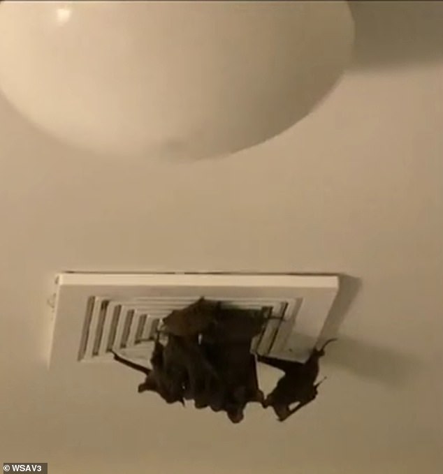 A group of bats are seen hanging from an air vent in the family's home.  They moved to Georgia from Chicago a year ago with their toddler and baby