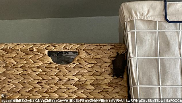 A bat is seen hanging from a wicker basket in the house.  The U.S. Fish and Wildlife Service reported that there are 16 different species of bats in the state of Georgia