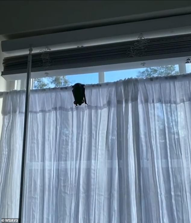 There is still a bat hanging from a translucent white curtain in the house.  The family has since moved into a townhome until they figure out their next steps