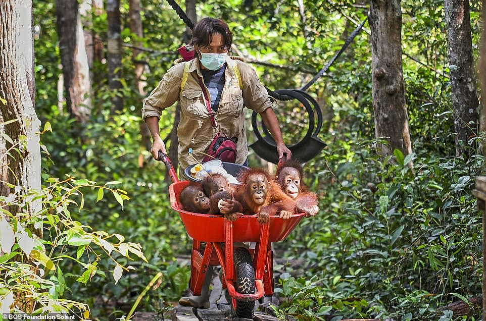 Young orangutans are transported in a wheelbarrow by surrogate mothers through the rainforest area in Borneo, Indonesia