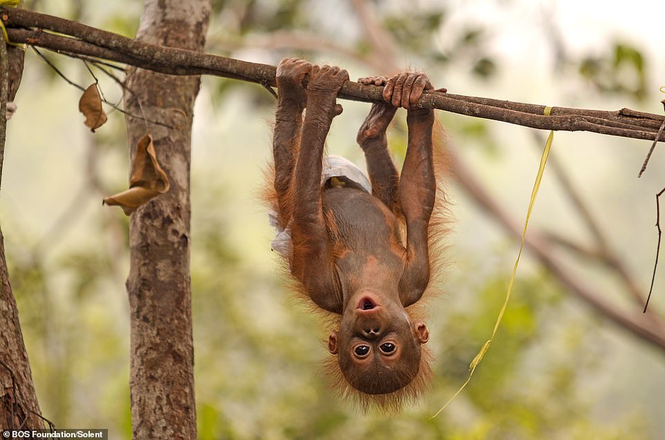 An orangutan hangs and swings among the trees at the BOS Foundation's Nyaru Menteng Rehabilitation Center