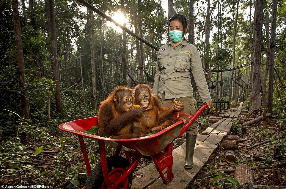 Orangutans between the ages of 3 and 7 are transported in a wheelbarrow by surrogate mothers