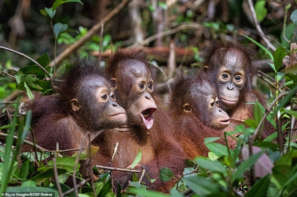 A group of young orangutans huddled in a nursery group at the BOS Foundation's Nyaru Menteng Rehabilitation Center