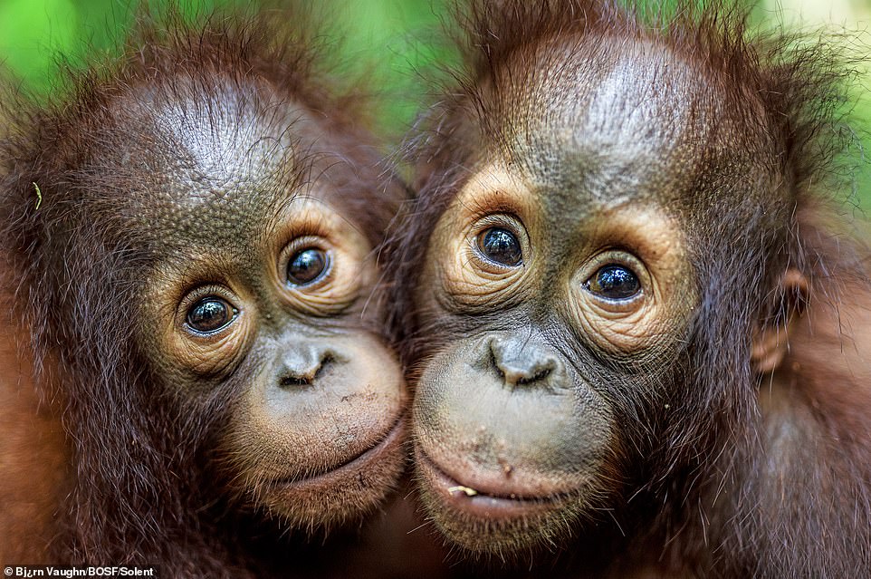 Kalanaman (left), Avo (right), 3-year-old orangutans in the nursery group of the BOS Foundation's Nyaru Menteng Rehabilitation Center