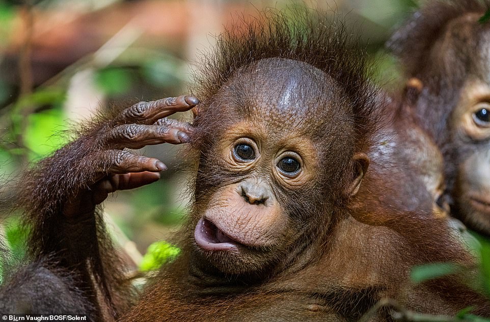 Onyer, a three-year-old male orangutan in the nursery group of the BOS Foundation's Nyaru Menteng Rehabilitation Centre, makes a funny face