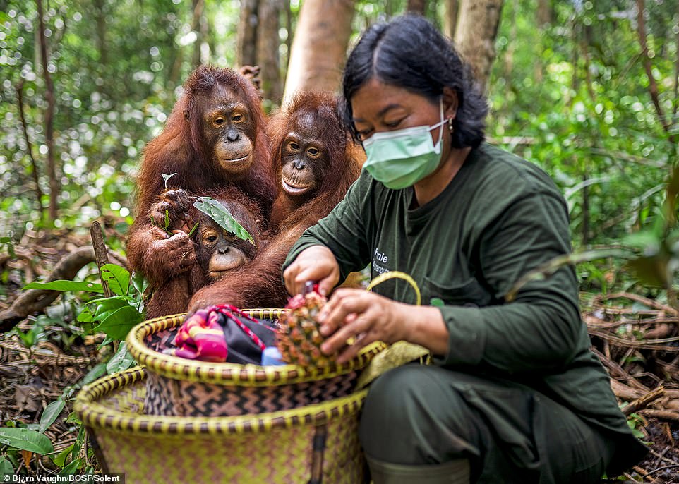 Greta (right) and Kaladan (below), aged about 7, watch as their school lunch is prepared in the forest by surrogate mothers at the BOS Foundation's Nyaru Menteng Rehabilitation Center