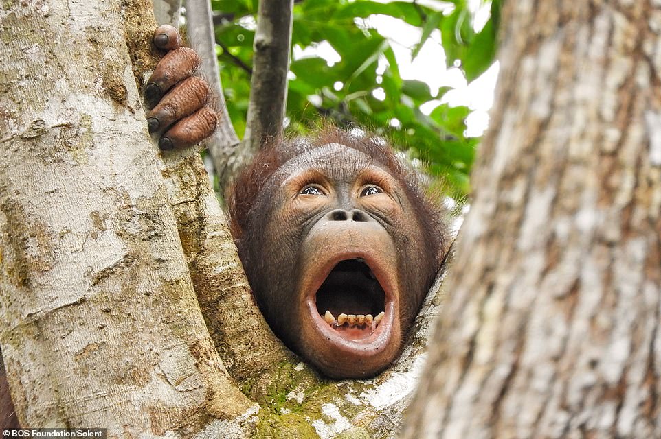 Baimah, a 3-year-old female orangutan, makes a strange face during a forest school moment at the BOS Foundation's Samboja Lestari Rehabilitation Center