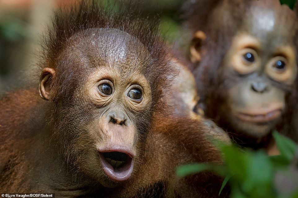 Onyer and Avo, three-year-old orangutans in the nursery group of the BOS Foundation's Nyaru Menteng Rehabilitation Centre, look on lovingly