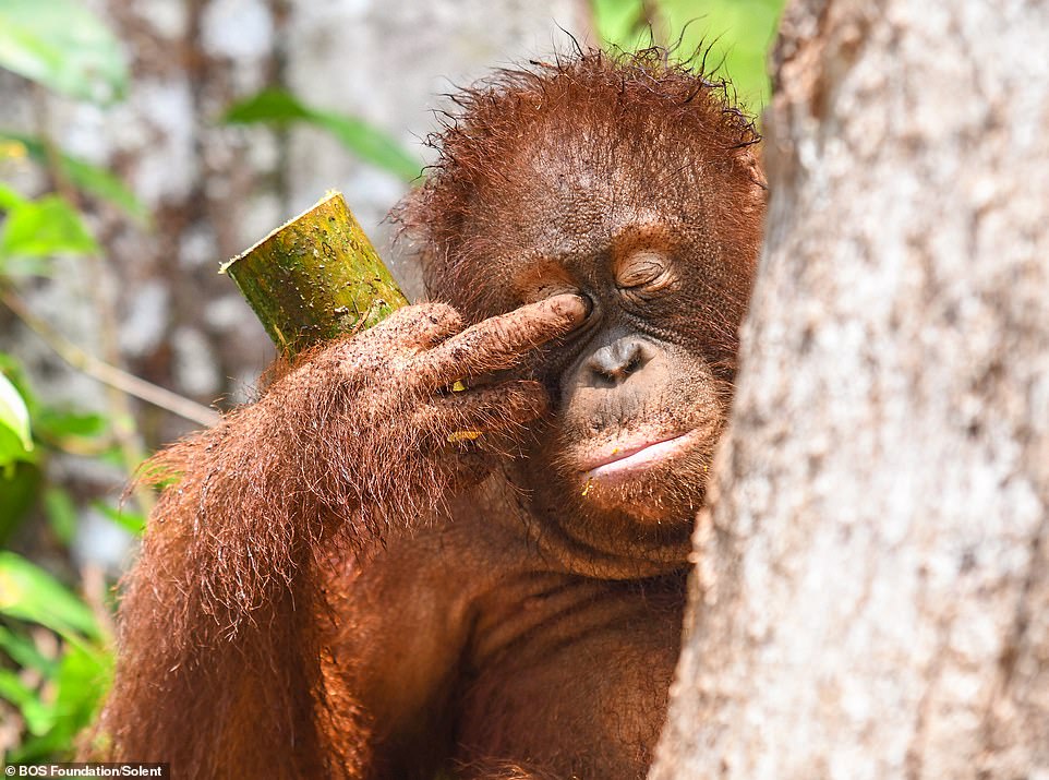 Monita, a 6-year-old female orangutan, appears tired at Group 5 forest school of the BOS Foundation's Nyaru Menteng Rehabilitation Center