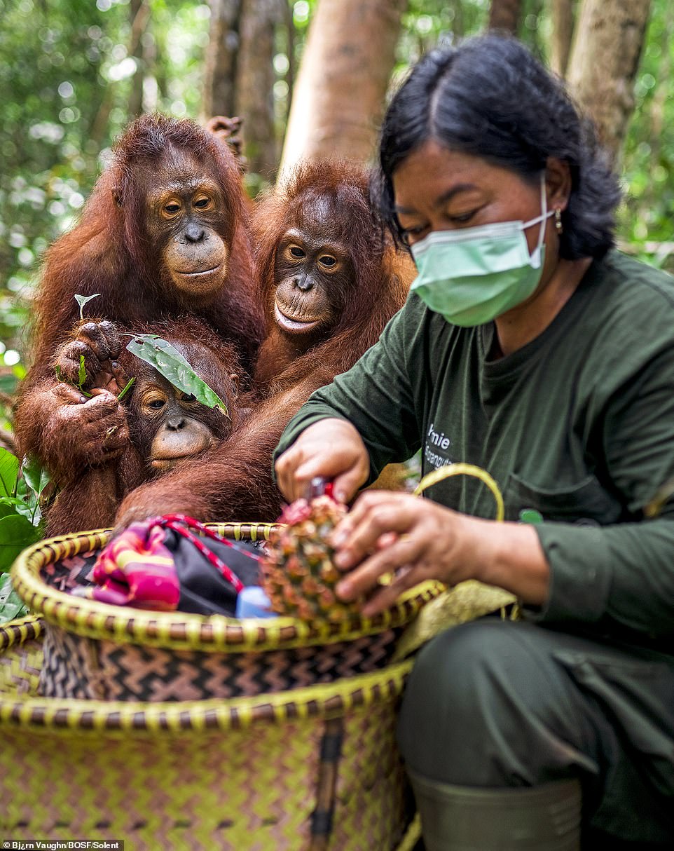 Baun (left), Greta (right) and Kaladan (below), aged about 7, watch their school lunch being prepared in the forest by surrogate mothers at the BOS Foundation's Nyaru Menteng Rehabilitation Center