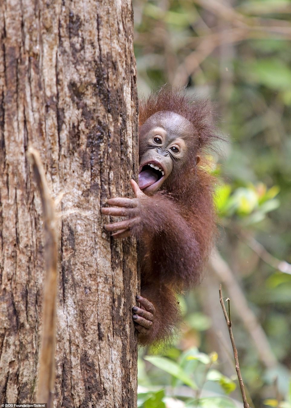 Jeni makes a cute expression while involved in forest school activities at BOS Foundations' Nyaru Menteng Rehabilitation Center