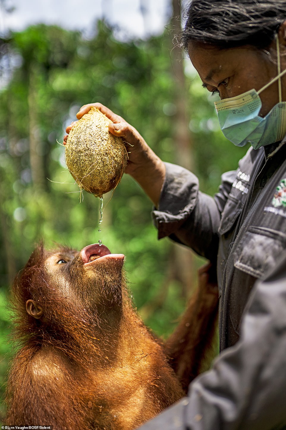 Surrogate mothers from the BOS Foundation are seen offering coconuts to orangutans during forest school, which provides a refreshing experience as many of the orangutans especially love coconut