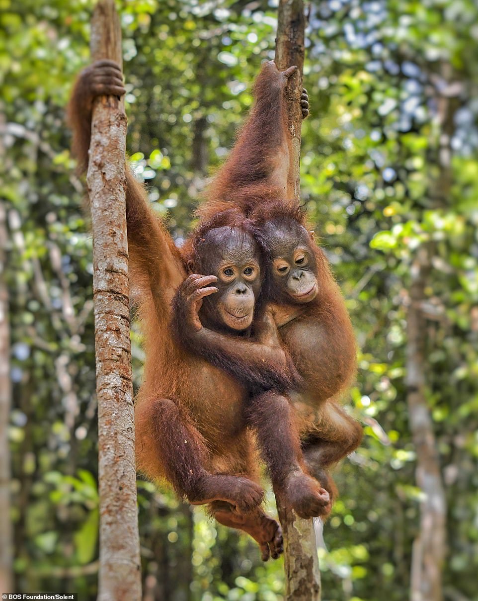 Monyo (left) and Jeni (right), both 5 years old, hanging from branches at the BOS Foundation's Nyaru Menteng Rehabilitation Center