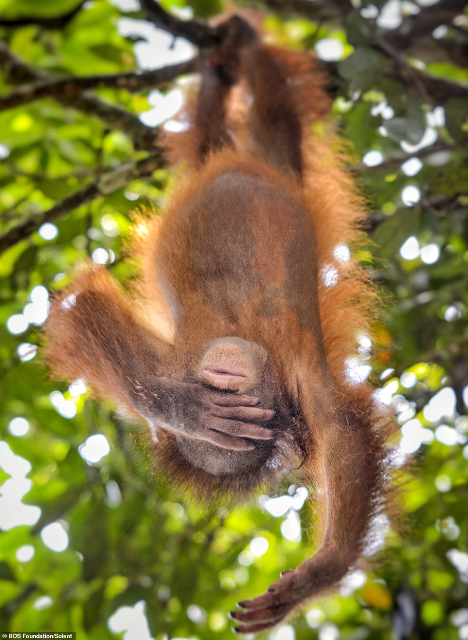 An orangutan hangs and swings among the trees at the BOS Foundation's Nyaru Menteng Rehabilitation Center