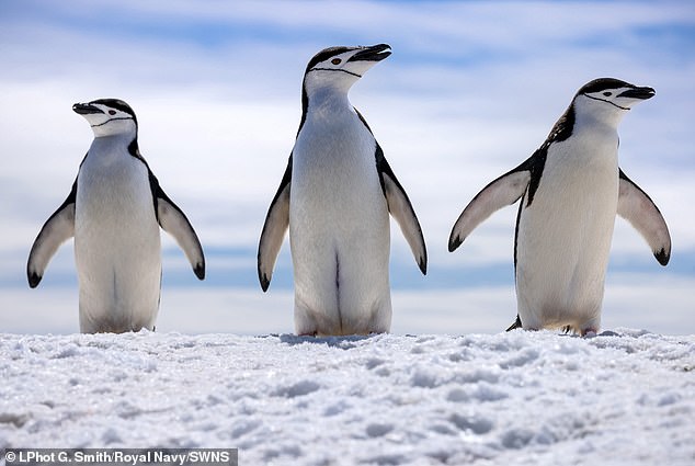 The island's residents, a group of chinstrap penguins (pictured), watched as the sailors worked to clear away rubbish left behind by a previous expedition