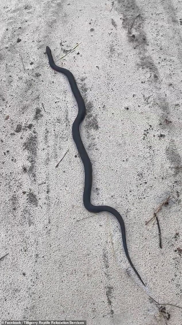 Charlie Williams, a certified snake catcher, was immediately called in to return the red-bellied black snake to the bush