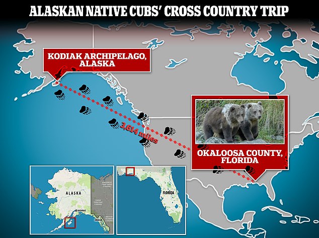 A pair of cubs, native to Alaska, were found on a back road in Florida, prompting an investigation into why the animals were more than 3,600 miles from home.