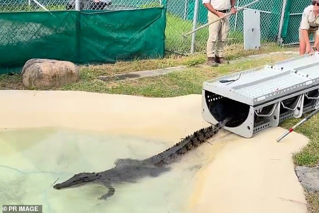 The crocodile was hanging around the backyard of the house after the recent heavy rains and flooding caused by ex-tropical cyclone Kirrily and was promptly captured (pictured)