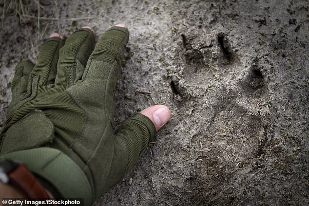 Animals at Chernobyl thrived and thrived despite radiation levels six times higher than the legal exposure limit for human workers.