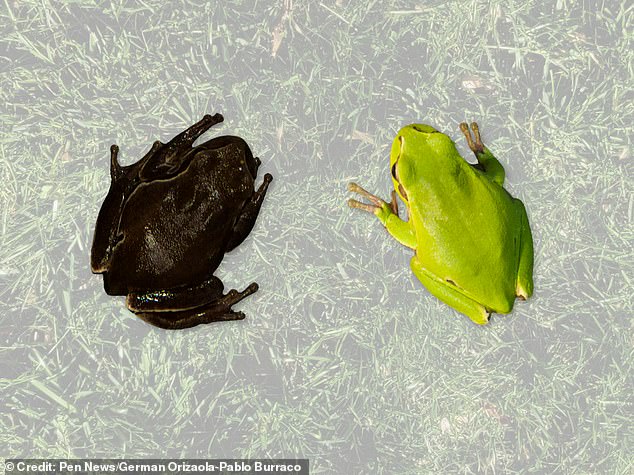 Tree frogs typically have green pigmentation, but researchers found that the species in the CEZ was genetically altered to be dark or black