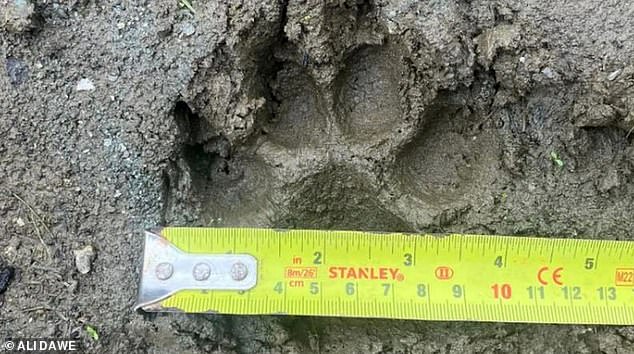 He thinks it could have been the work of more than one large dog and has found 4-inch wide paw prints from the dogs, as well as DNA.