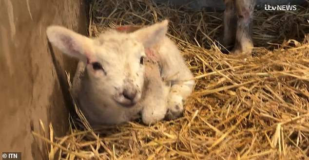 Fourteen lambs were left orphaned, while only four survived the devastating cruelty