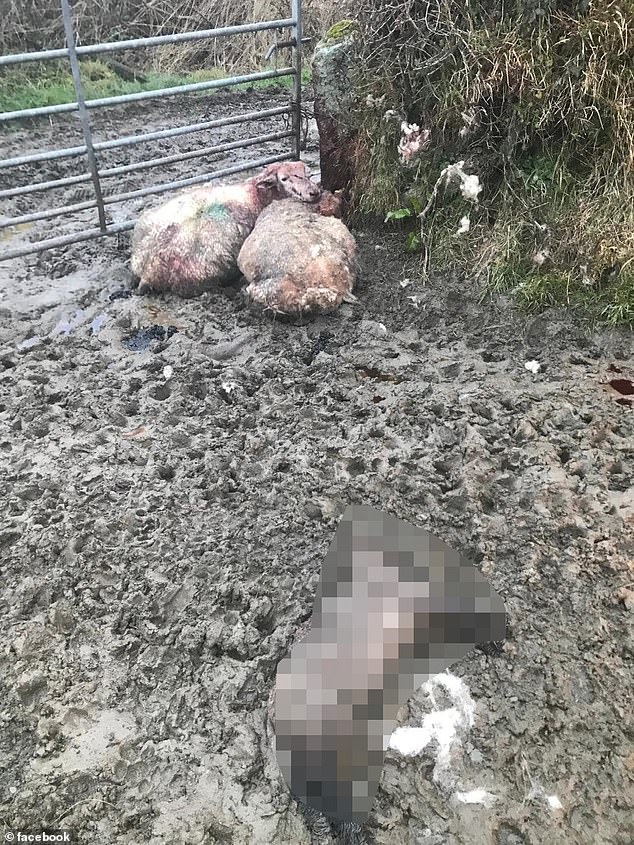 The farmer explained that the innocent animals had been chased through the three fields and that abused sheep had been trapped in fences and hedges through which they had tried to escape.