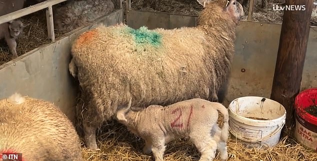 Mr Dawe suspects the vicious dogs were not locked up that night and now fears they could come back.  In the photo: surviving sheep