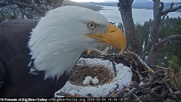 The eagles live in a pine tree in the San Bernardino Mountains, about 100 miles east of Los Angeles