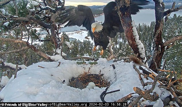 Jackie and Shadow recently established their permanent residence in the valley.  Birds historically wintered there only to find food sources unavailable in the lakes further north